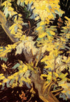 Acacias fleurissants - Van Gogh