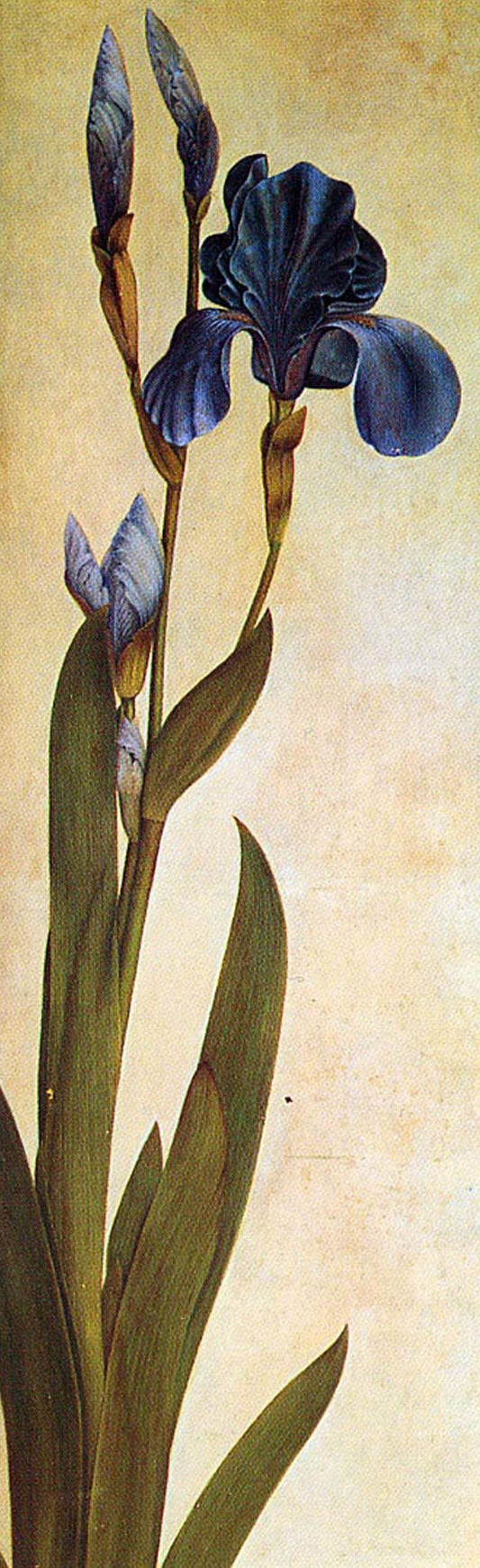 Un Iris - Albrecht Dürer