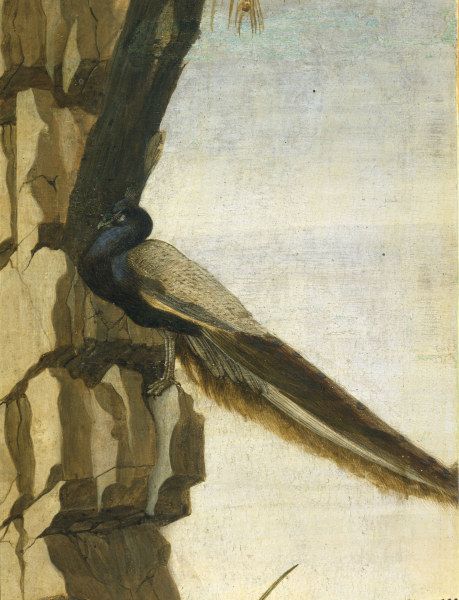 Paon - Sandro Botticelli