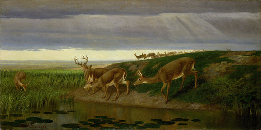 Cerf dans la prairie, 1884 - William Holbrook Beard