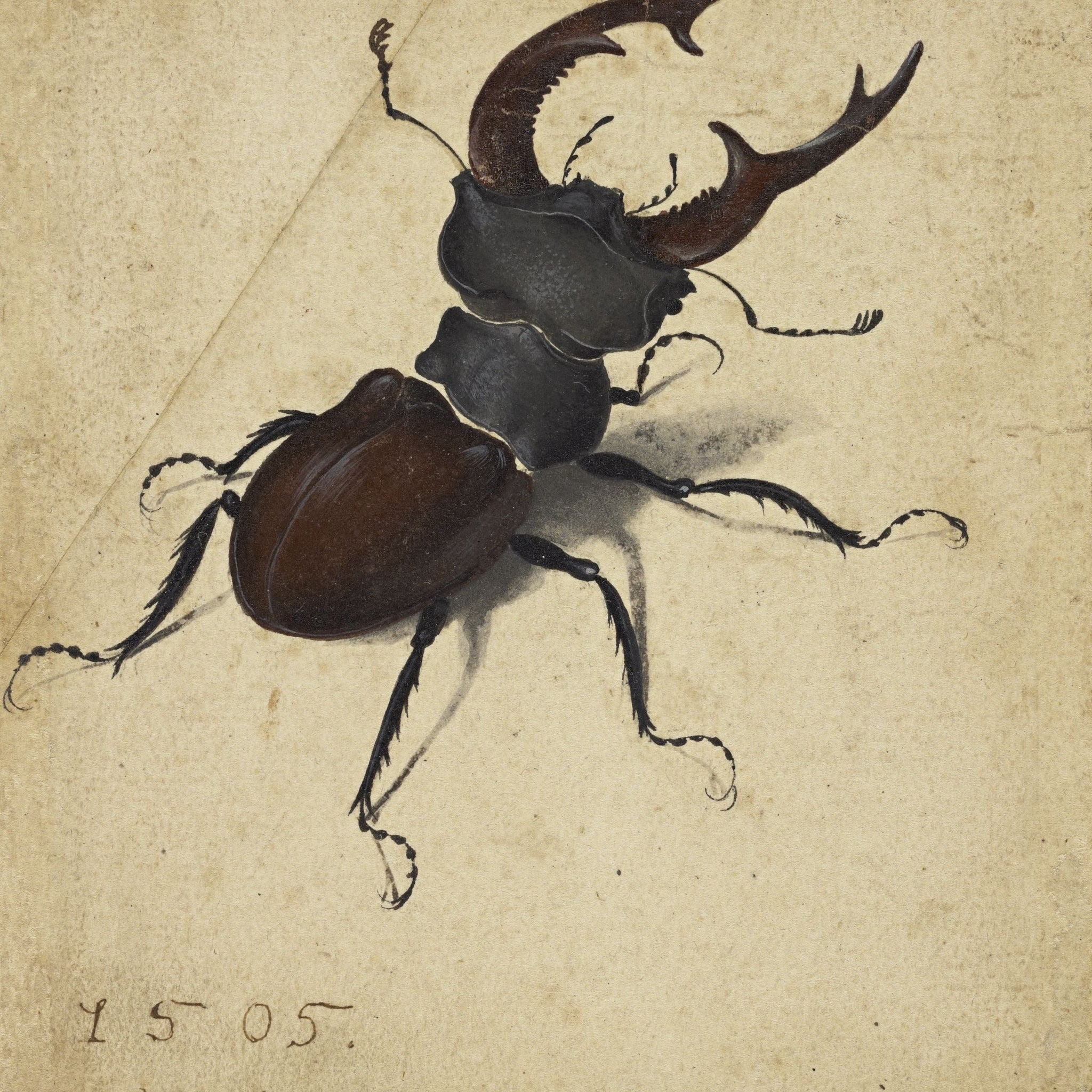 Stag Beetle - Albrecht Dürer