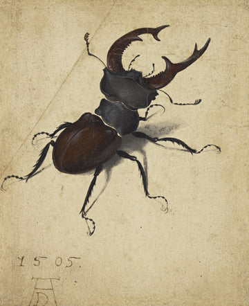 Stag Beetle - Albrecht Dürer