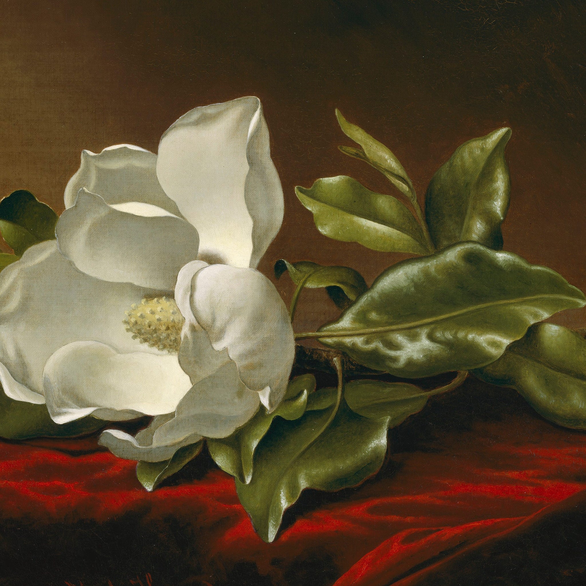 Magnolia Grandiflora - Martin Johnson Heade