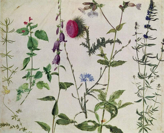 Huit études sur les fleurs sauvages - Albrecht Dürer