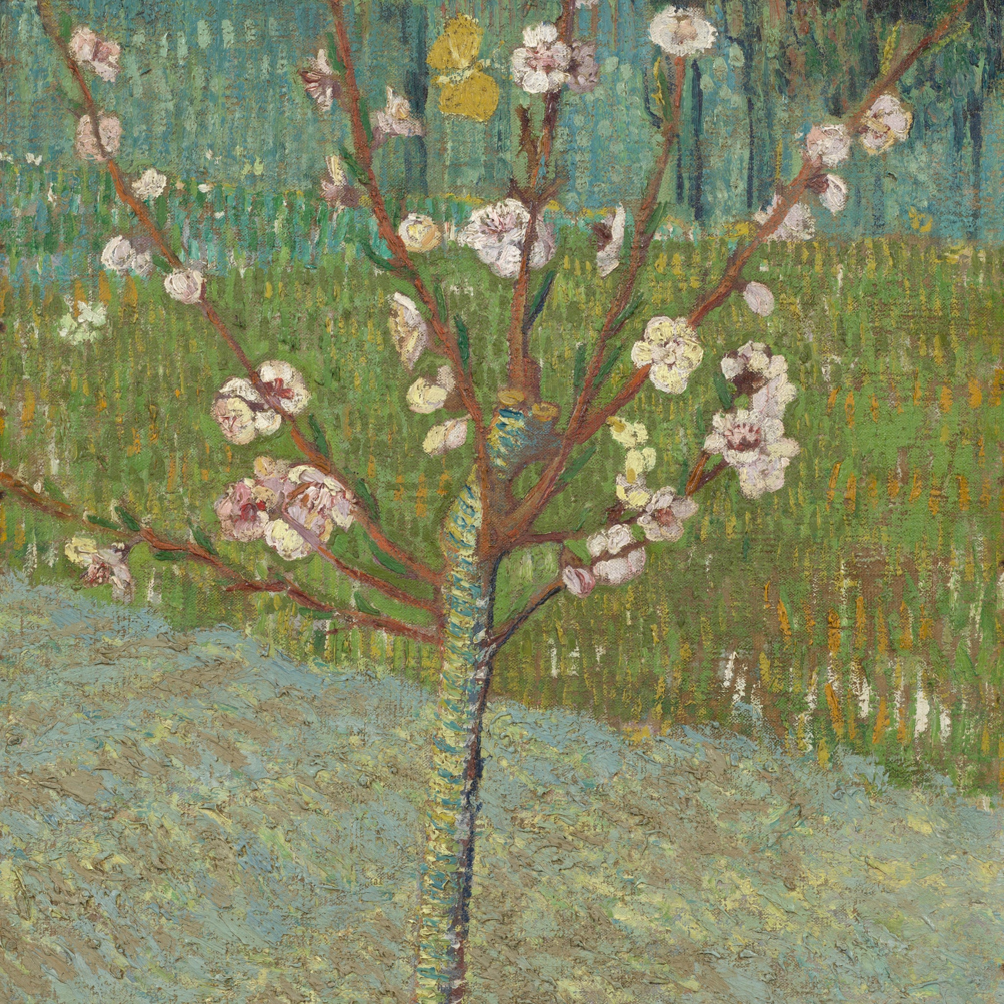 Amandier en fleur - Van Gogh