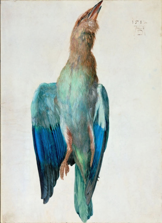 Corbeau à capuche - Albrecht Dürer