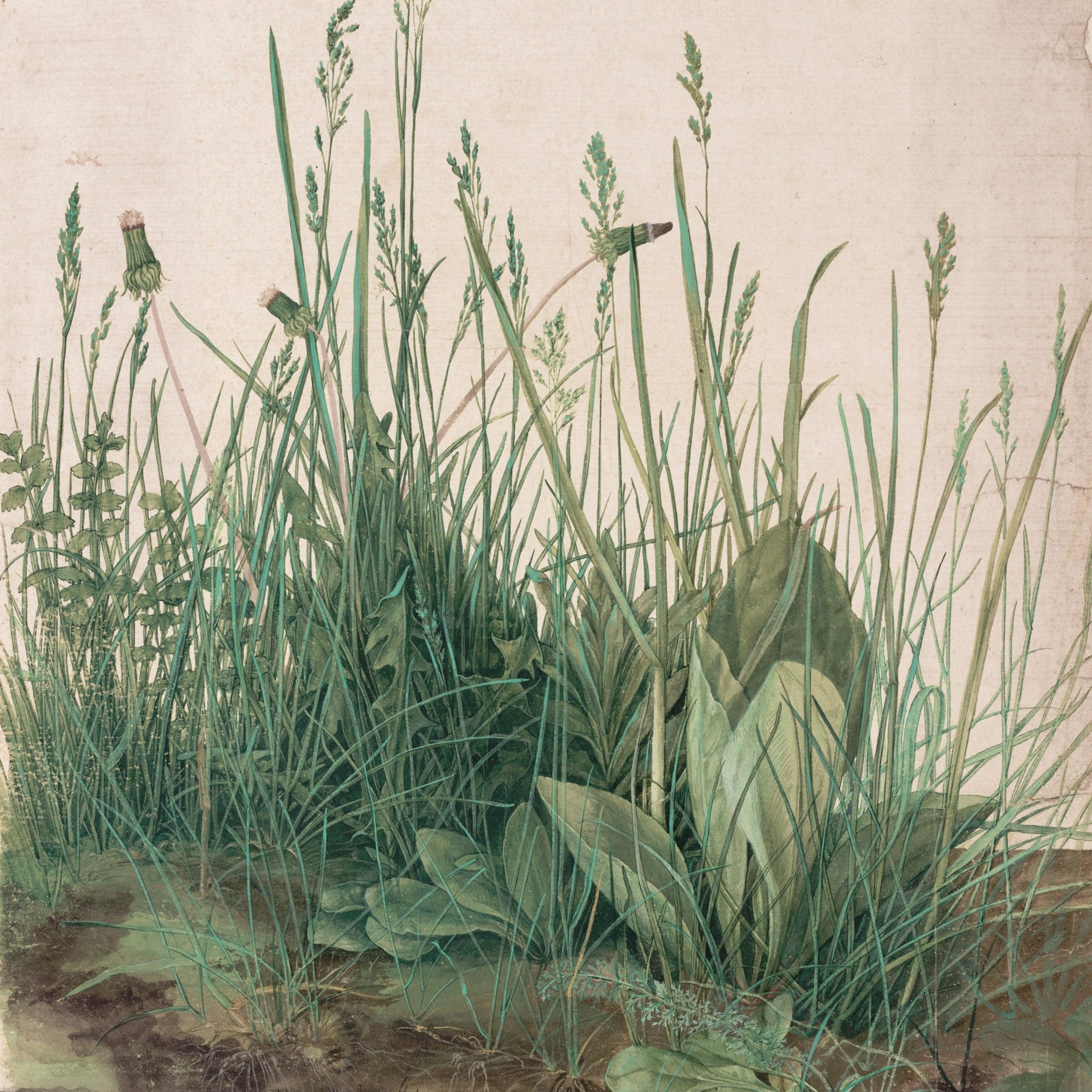 Grande Touffe d'herbes - Albrecht Dürer