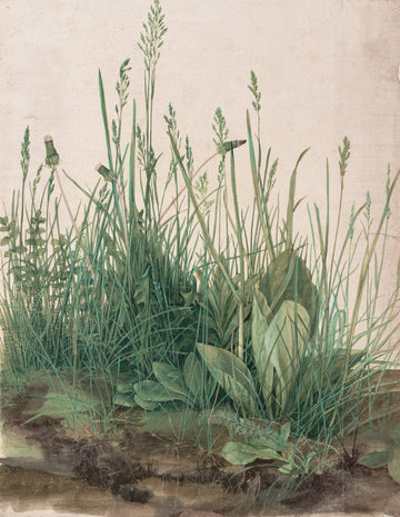 Grande Touffe d'herbes - Albrecht Dürer