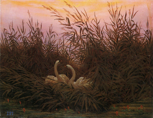 Cygnes dans les roseaux - Caspar David Friedrich