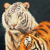 Couple de tigre blanc - 60 X 80 cm