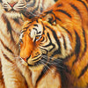 Couple de tigre blanc - 60 X 80 cm
