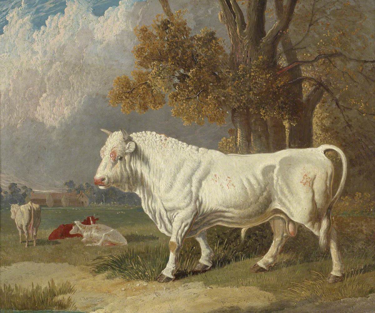 Taureau blanc, Fulbourn, Cambridgeshire, 1830 - John Frederick Herring Snr