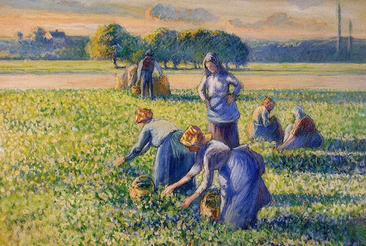 La Cueillette des pois - Camille Pissarro
