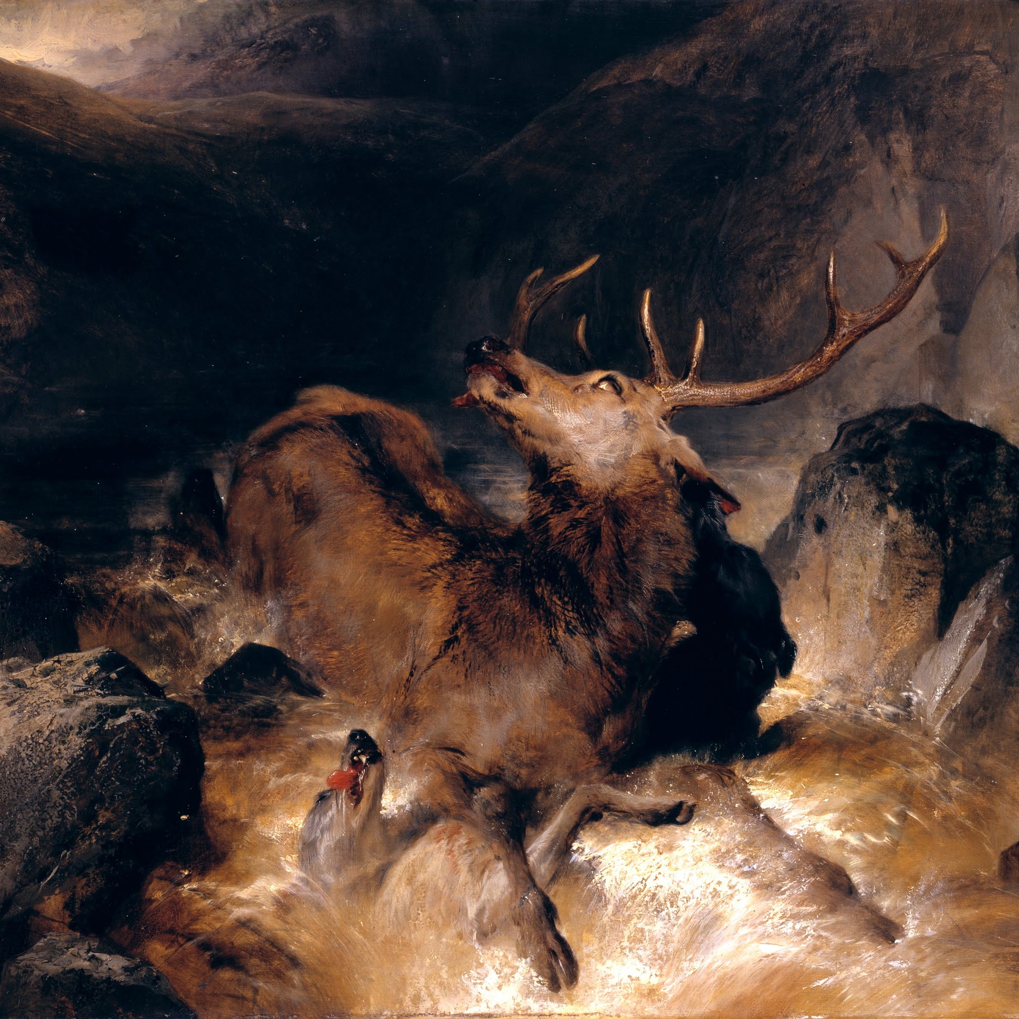 Cerf et chiens de chasse dans un torrent de montagne - Edwin Landseer