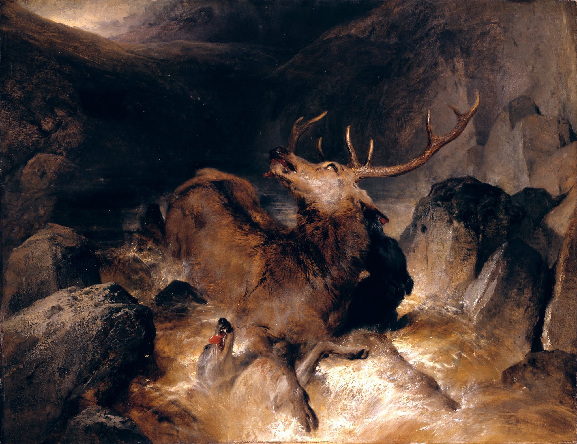 Cerf et chiens de chasse dans un torrent de montagne - Edwin Landseer