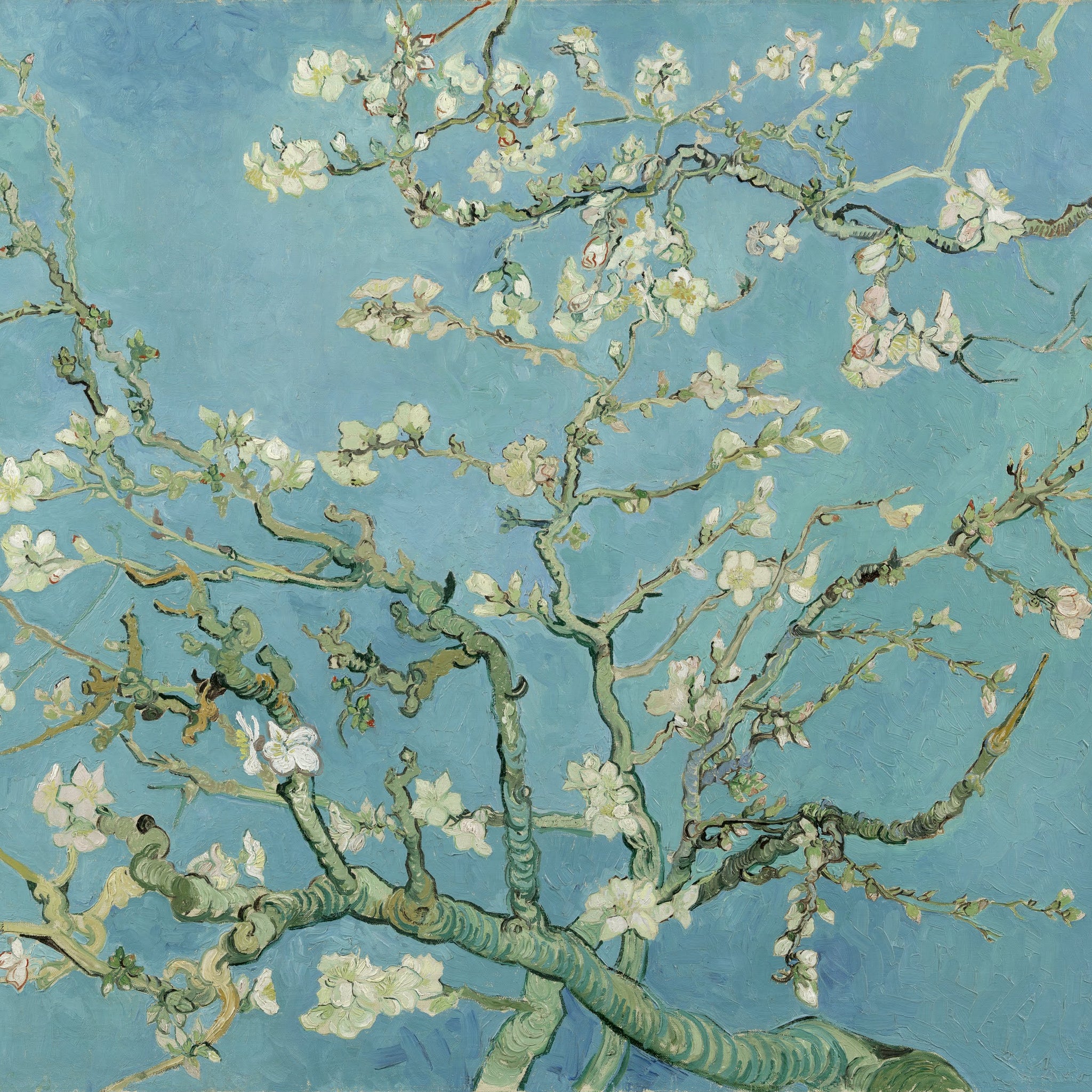 Amandier en fleurs - Van Gogh