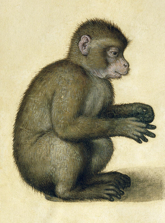Un singe - Albrecht Dürer