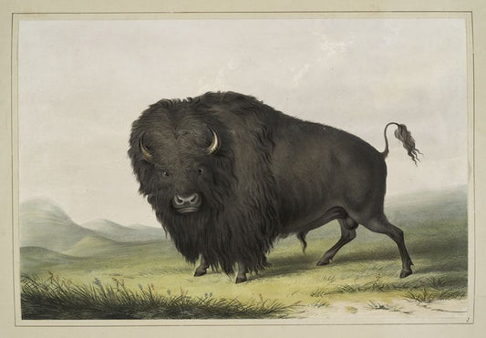 Buffalo Bull Grazing - George Catlin