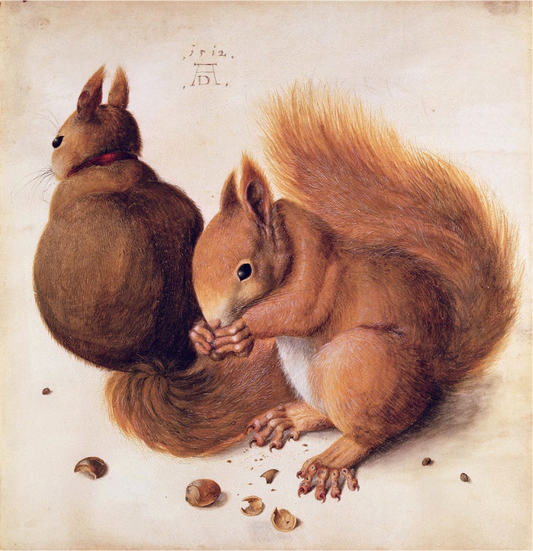 Ecureuils - Albrecht Dürer