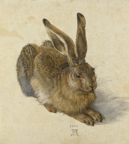 Le Lièvre - Albrecht Dürer