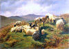 Sheep in the Highlands - Rosa Bonheur