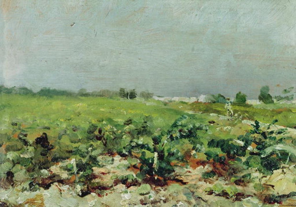 Celeyran, vue sur le vignoble - Toulouse Lautrec