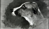 Tête d'un chien aux oreilles courtes - Toulouse Lautrec