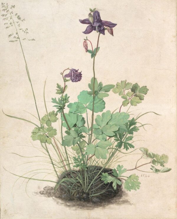 Columbine - Albrecht Dürer