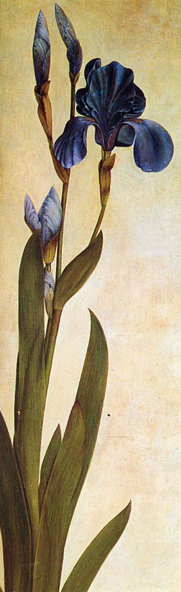 An Iris - Albrecht Dürer