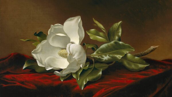 Magnolia Grandiflora – Martin Johnson Heade Oil Painting Reproduction