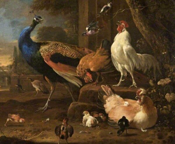 Poultry - Melchior d'Hondecoeter