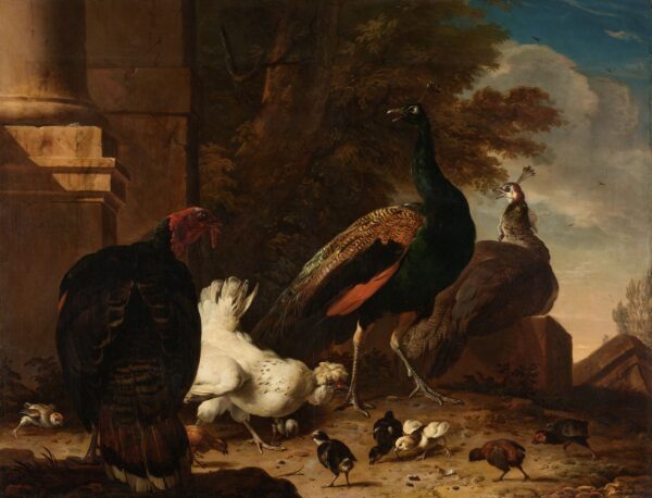 A hen with peacocks and a turkey, around 1680 - Melchior d'Hondecoeter