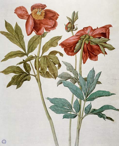 Peonies – Albrecht Dürer