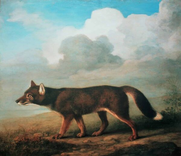 Portrait of a large dog from New Holland (Dingo) - George Stubbs