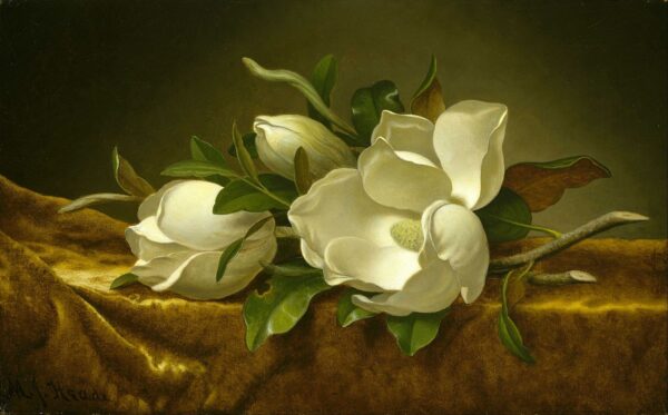 Magnolias on Golden Velvet Fabric - Martin Johnson Heade Oil Painting Reproduction