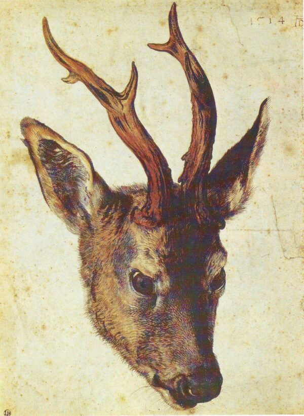 Deer's Head - Albrecht Dürer