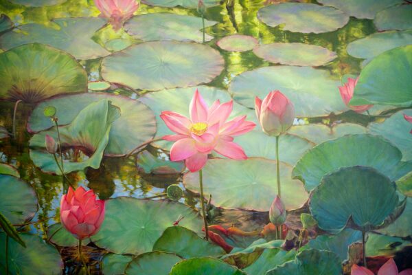 Water Lilies – Somchai - 200 x 150 cm - Image 13