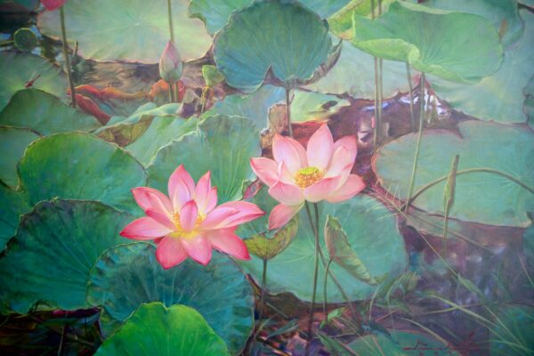 Water Lilies – Somchai - 200 x 150 cm - Image 14