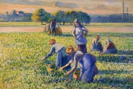 La Cueillette des pois - Camille Pissarro - Reproductions de tableaux et peintures haut de gamme