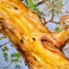 Léopard dans un arbre | 150 x 100 cm Reproductions de tableaux à la peinture à l’huile