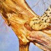 Léopard dans un arbre | 150 x 100 cm Reproductions de tableaux à la peinture à l’huile