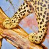 Léopard dans un arbre | 150 x 100 cm Reproductions de tableaux à la peinture à l’huile